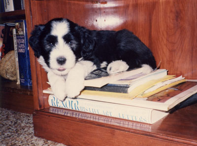 Robbie, a black beardie, is 6 weeks old and one of his favourite places is the lower shelf of the bookscase in mommy's offoce.